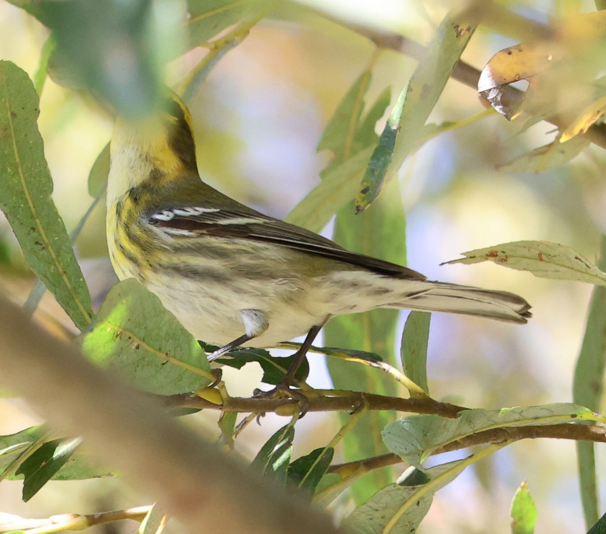 Townsend's Warbler - ML625592302