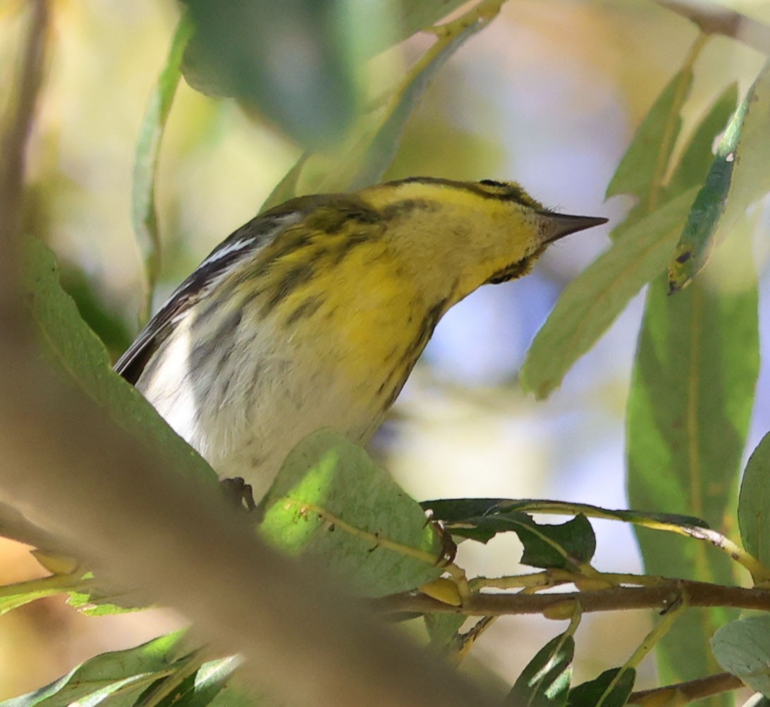 Townsend's Warbler - ML625592303