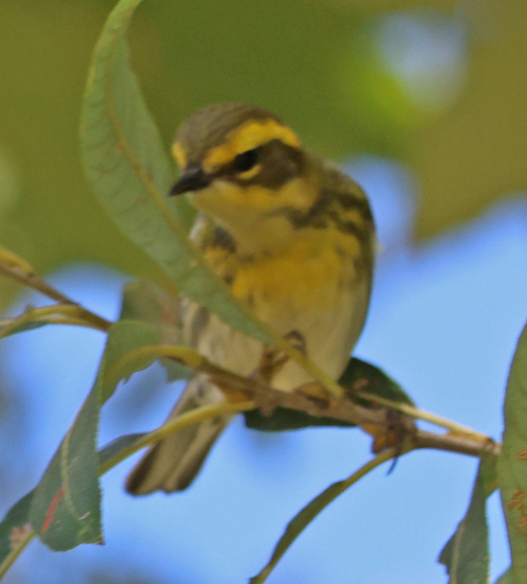 Townsend's Warbler - ML625592304