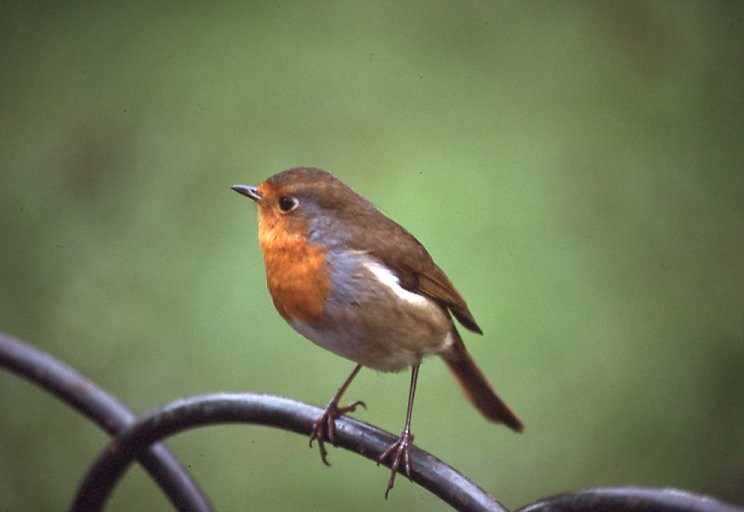 European Robin - ML625592311