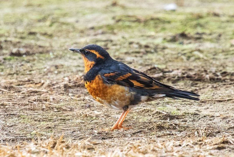 Varied Thrush - ML625592327