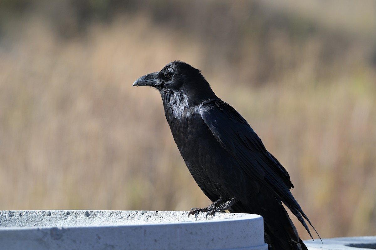 Common Raven - Trey Weaver