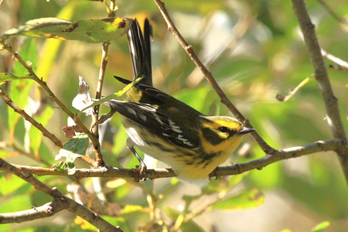 Townsend's Warbler - ML625592349