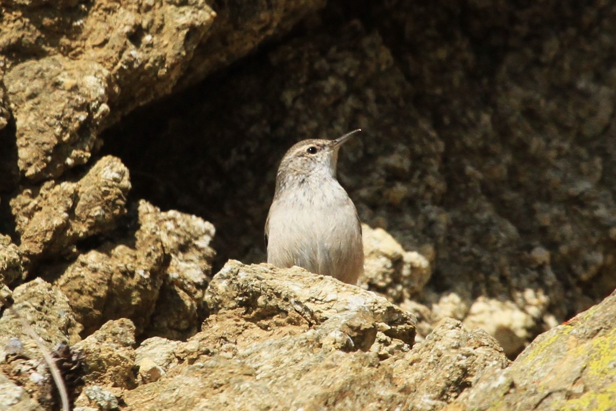 Troglodyte des rochers - ML625592359