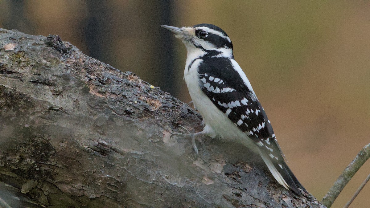 Hairy Woodpecker - ML625592570