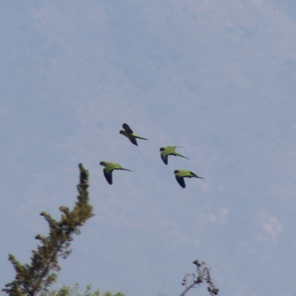 Monk Parakeet - ML625592603