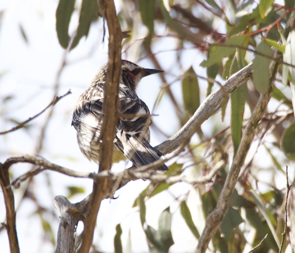 Red Wattlebird - ML625592683