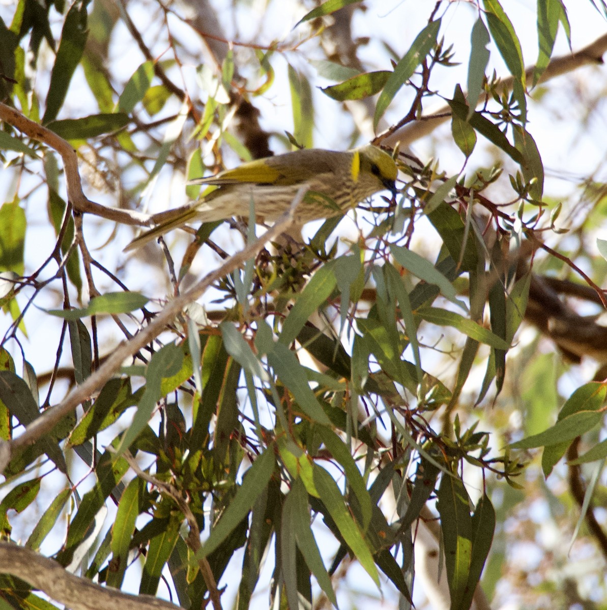 Yellow-plumed Honeyeater - ML625592706