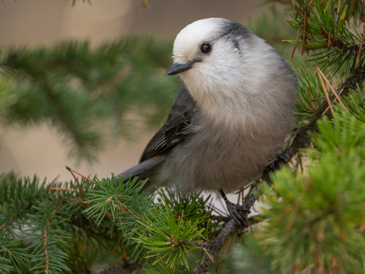 Canada Jay - Darren Clark