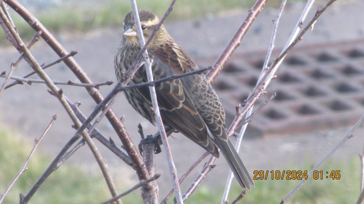Red-winged Blackbird - ML625592908
