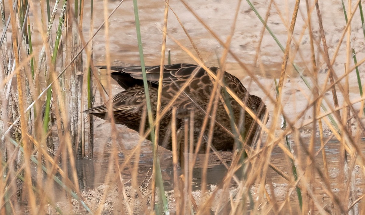 Yellow-billed Pintail - ML625592910