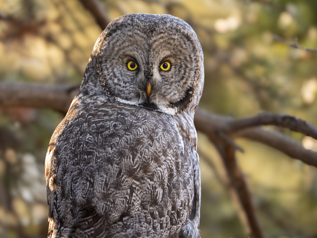 Great Gray Owl - Darren Clark