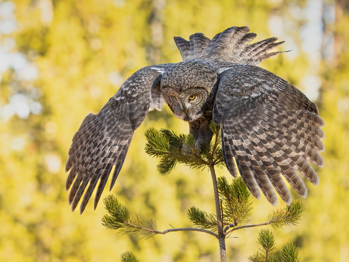 Great Gray Owl - Darren Clark