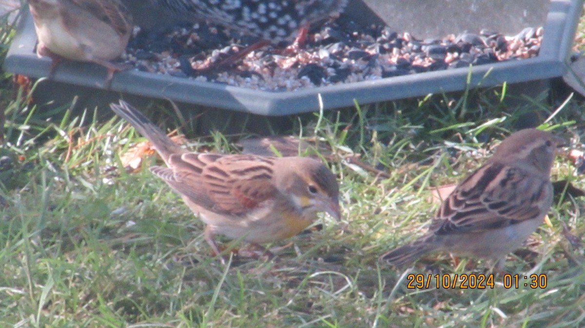 Dickcissel - ML625592963