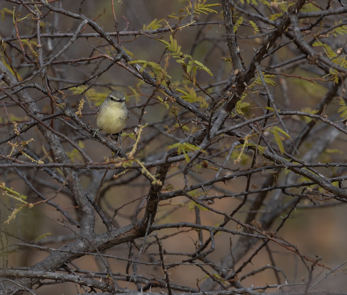 Bahia Wagtail-Tyrant - ML625593025