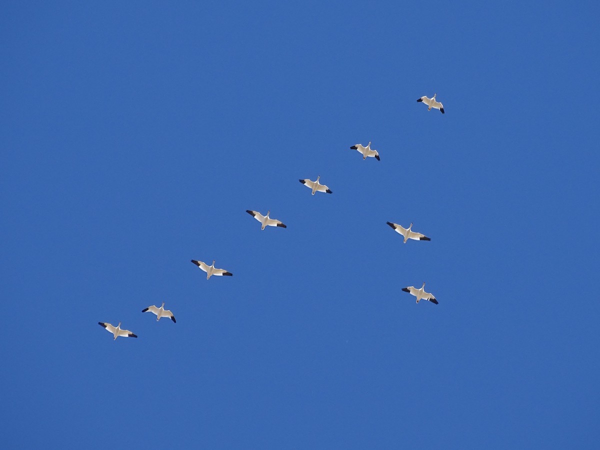 Snow Goose - ML625593027