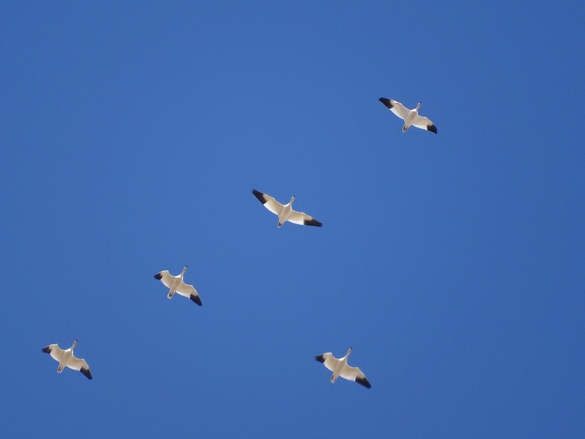 Snow Goose - ML625593036