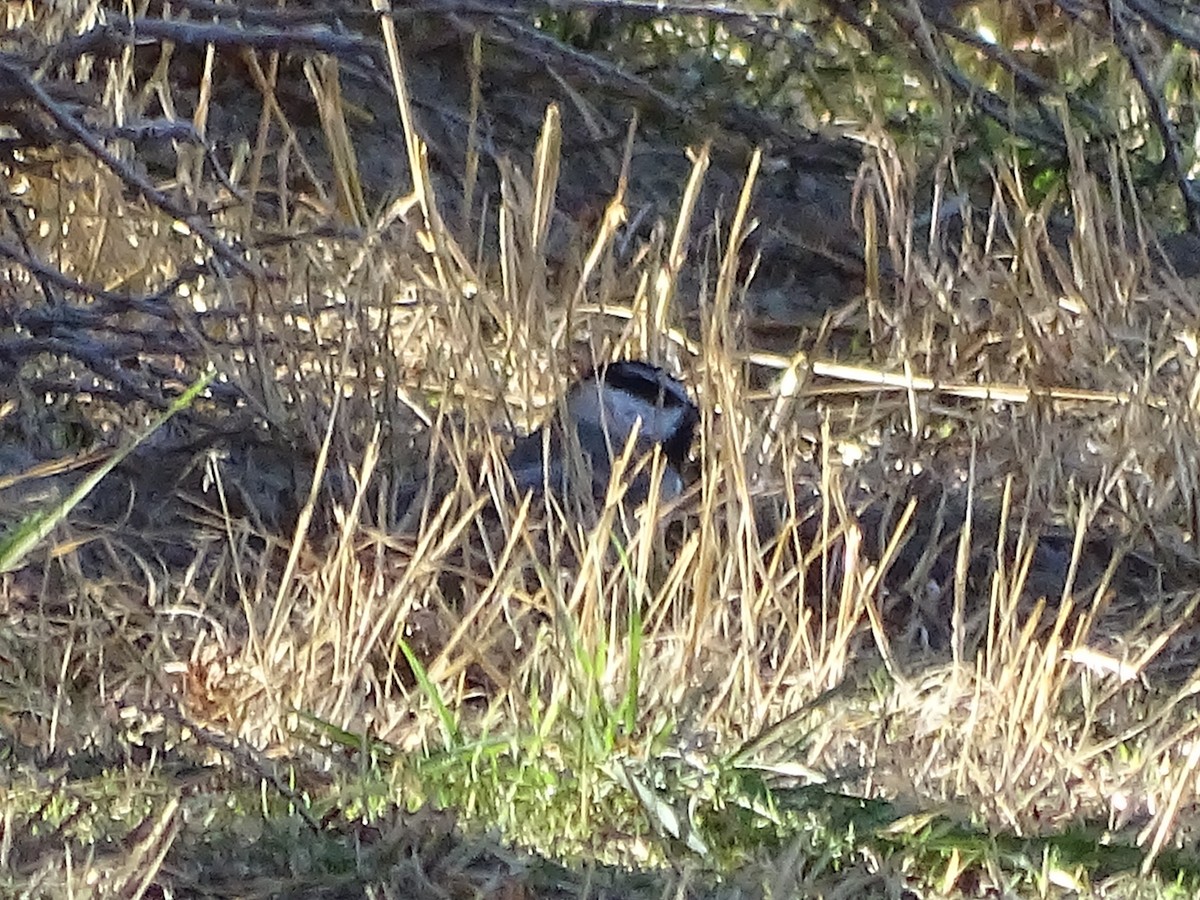 Mountain Chickadee - ML625593073
