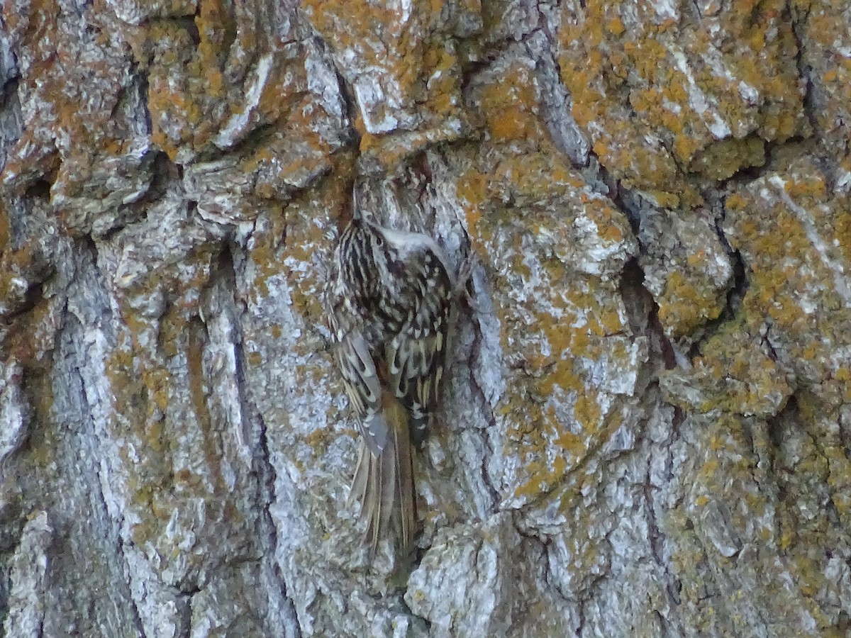 Brown Creeper - ML625593088