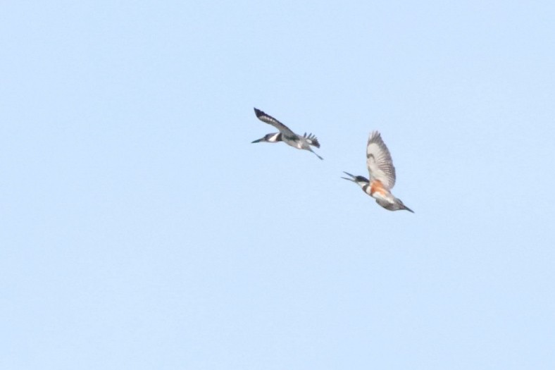 Belted Kingfisher - Abbie Brozich