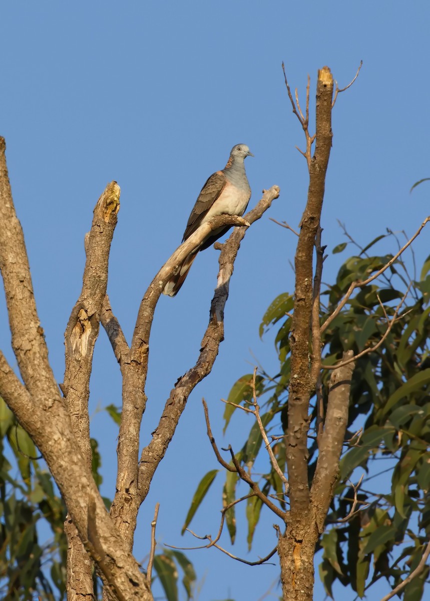 Bar-shouldered Dove - ML625593128