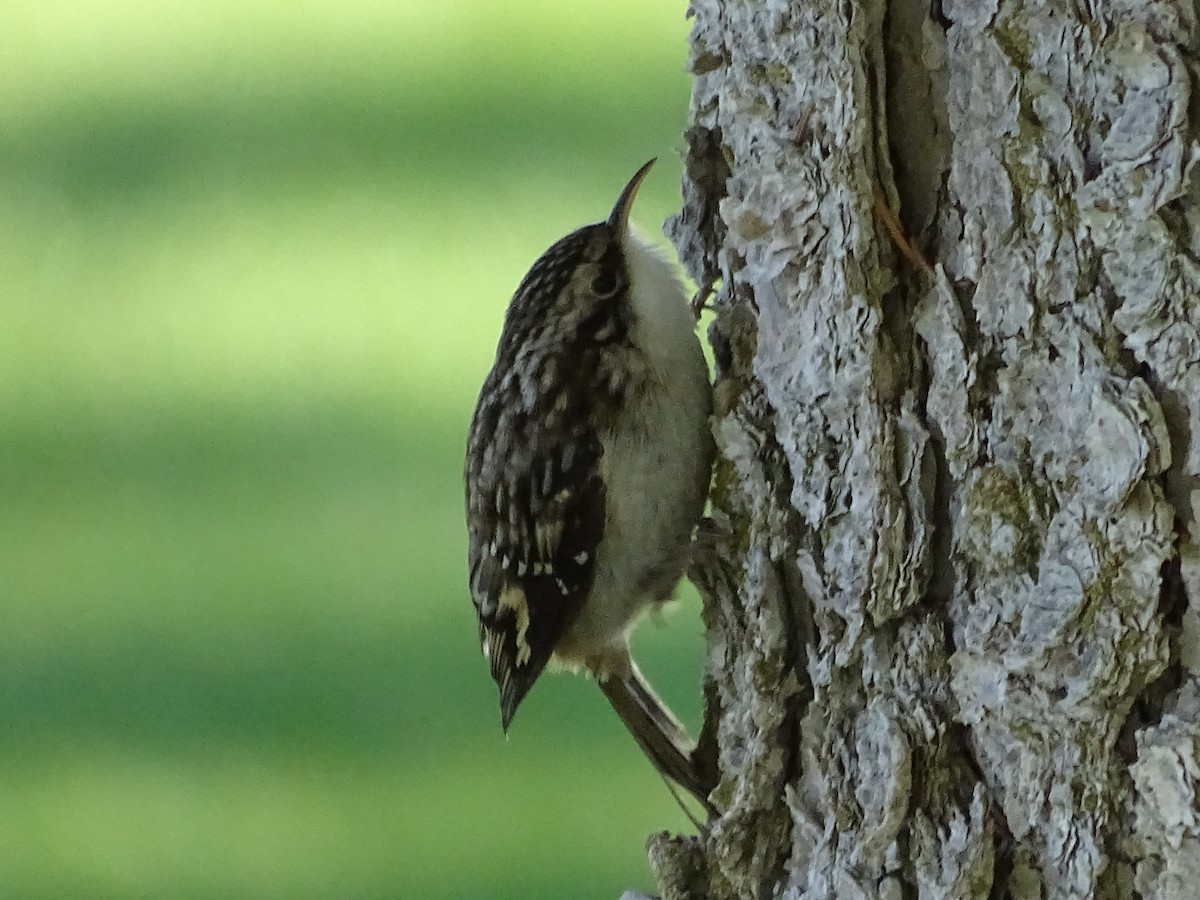 Brown Creeper - ML625593135