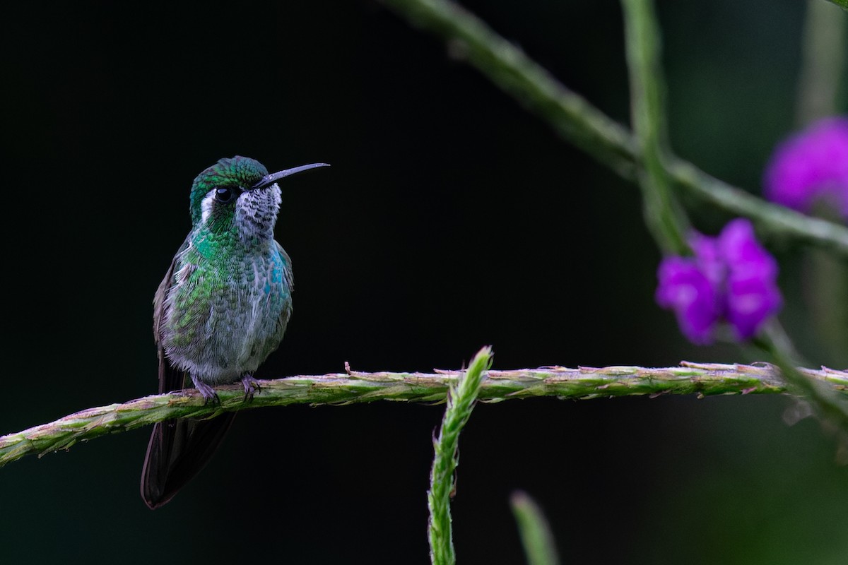 Colibri de Sybil - ML625593195