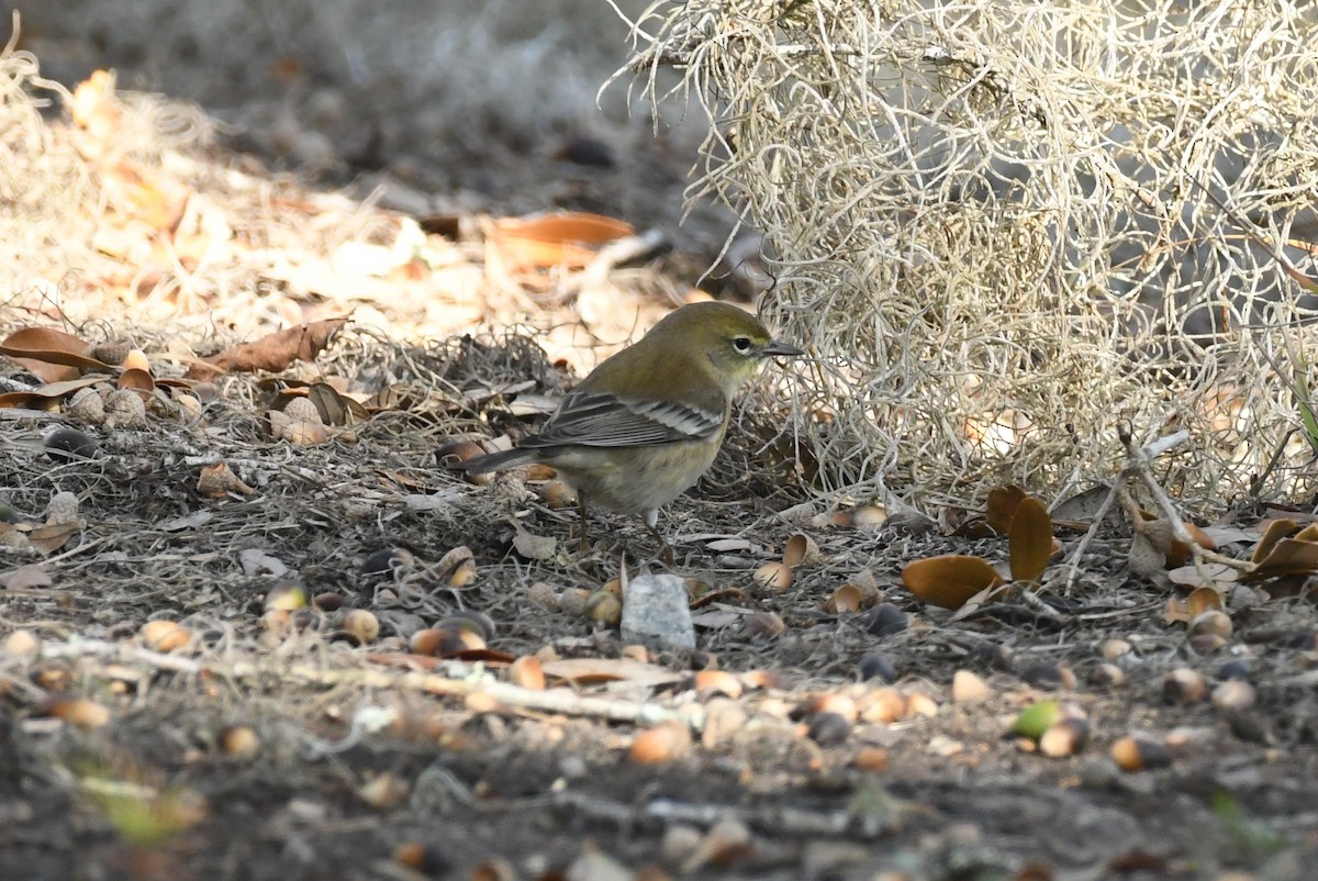 Pine Warbler - Abigail Duvall