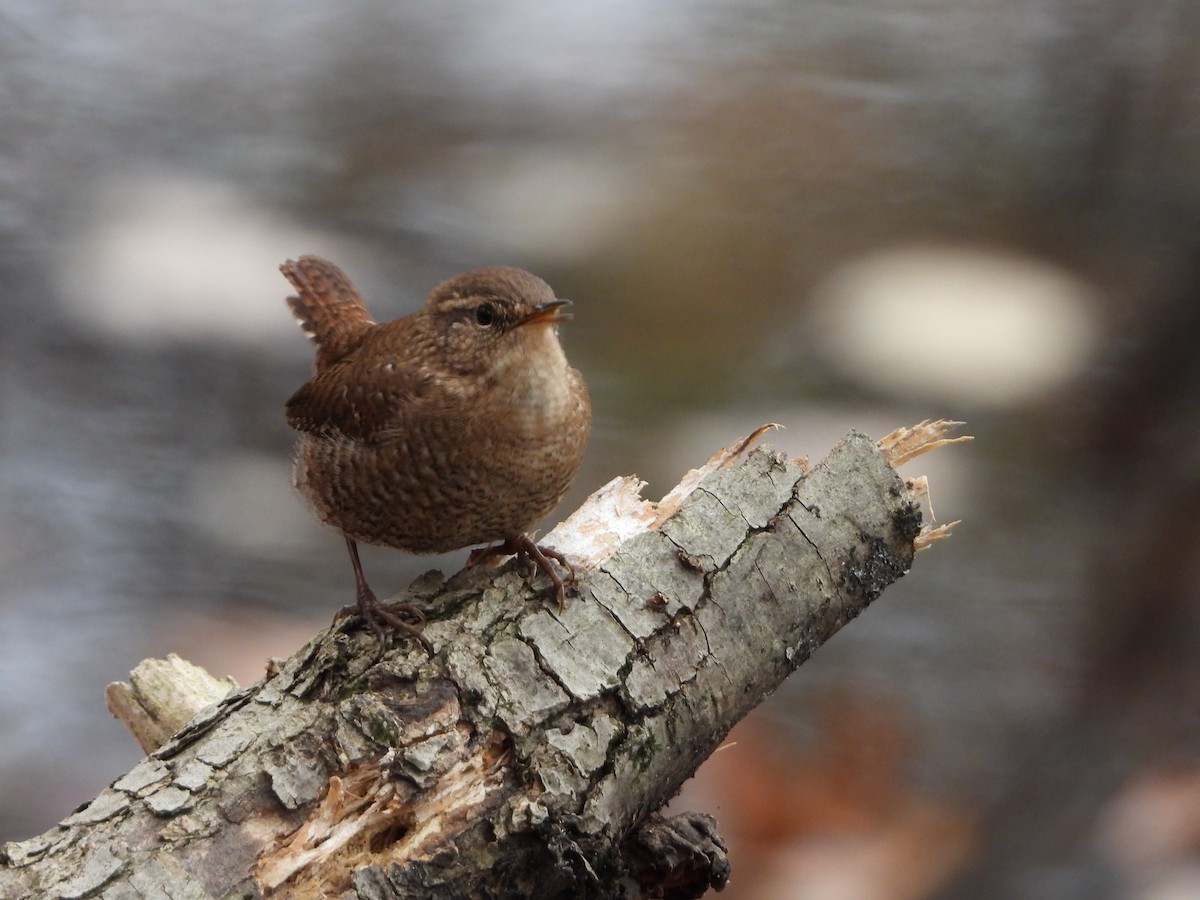 Winter Wren - ML625593281