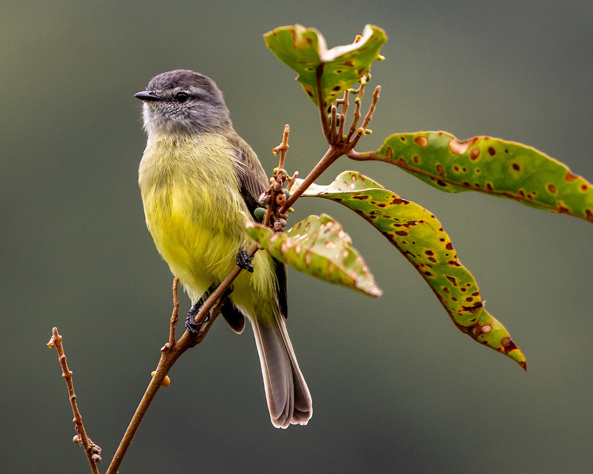 Sooty-headed Tyrannulet - ML625593399