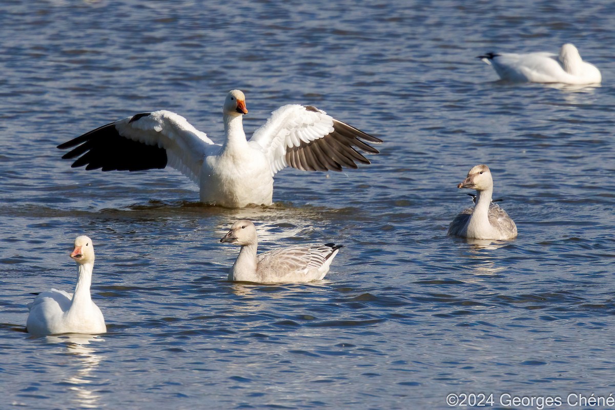 Snow Goose - Georges Chéné