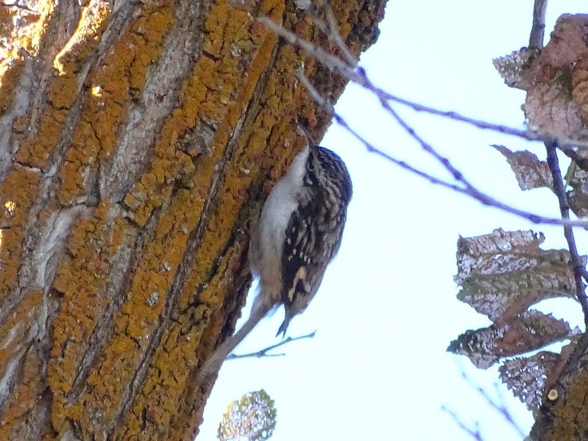 Brown Creeper - ML625593462