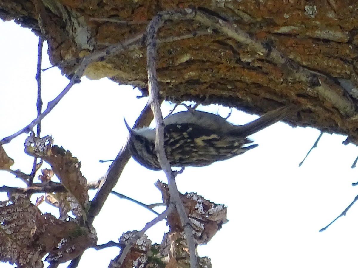 Brown Creeper - ML625593469