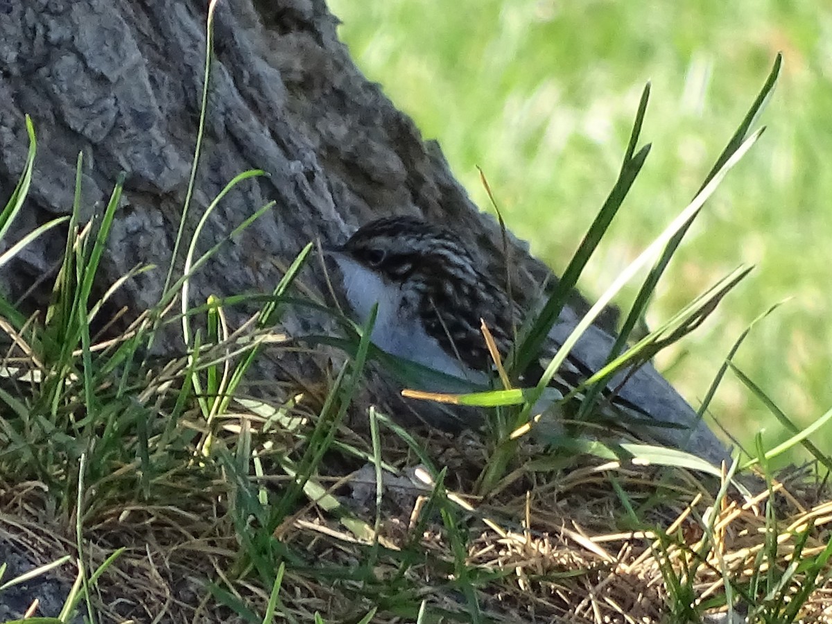 Brown Creeper - ML625593474