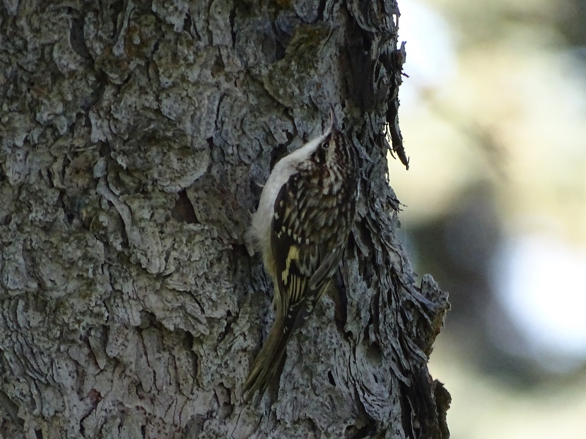 Brown Creeper - ML625593479