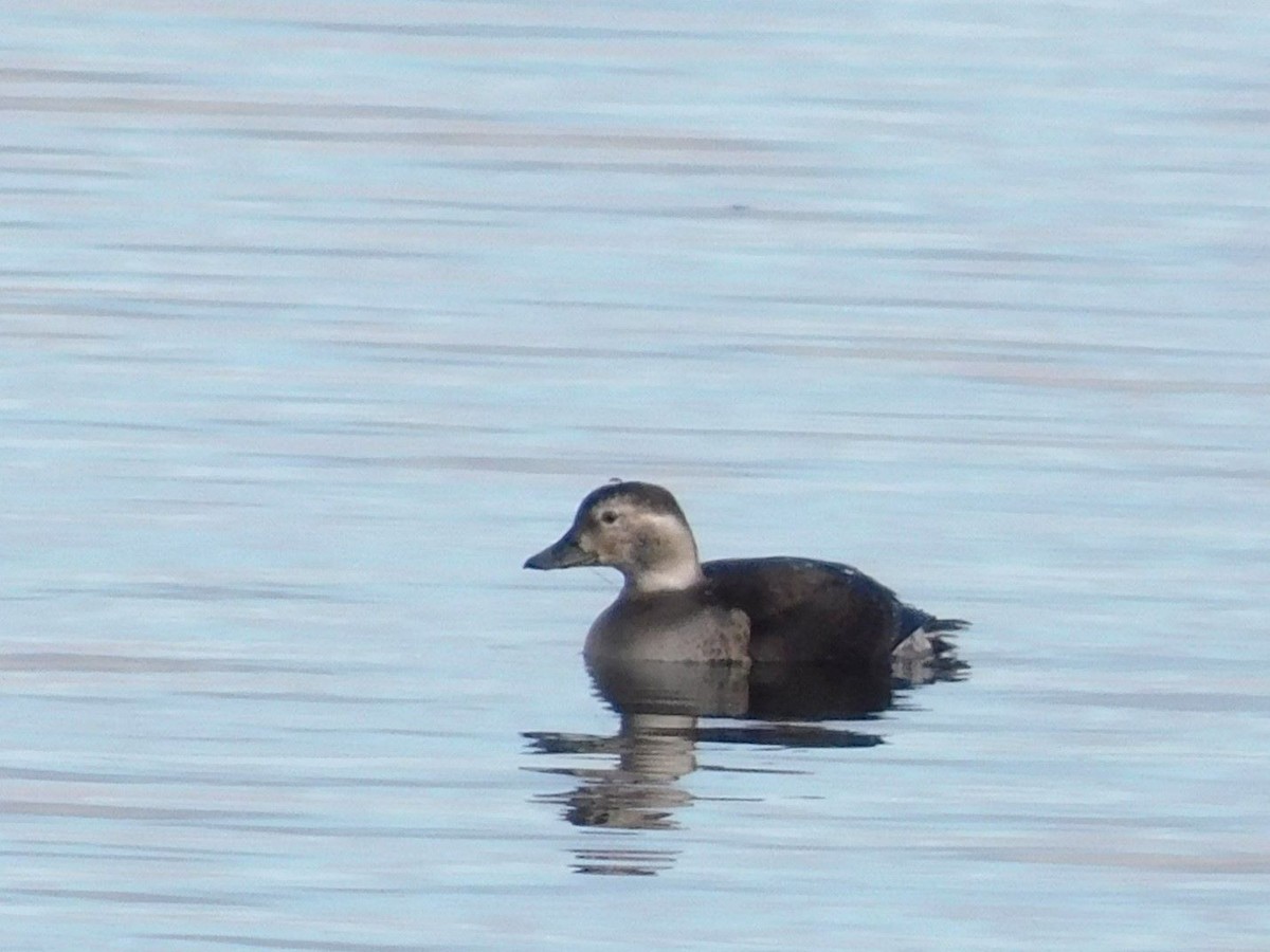 Long-tailed Duck - ML625593506
