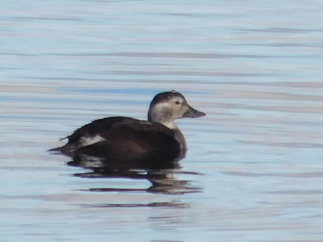Long-tailed Duck - ML625593507