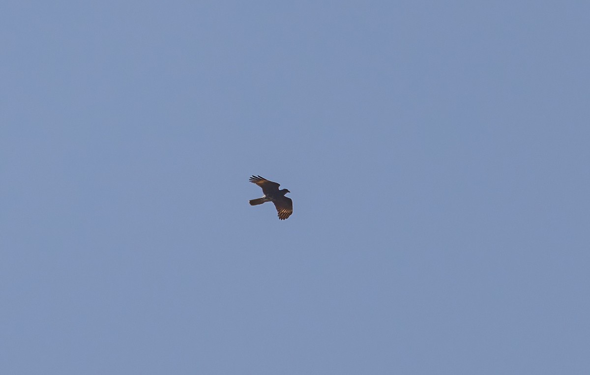 Cinereous Harrier - ML625593609