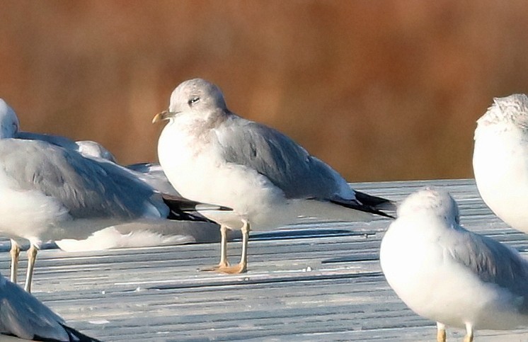 Short-billed Gull - Mark  Ludwick