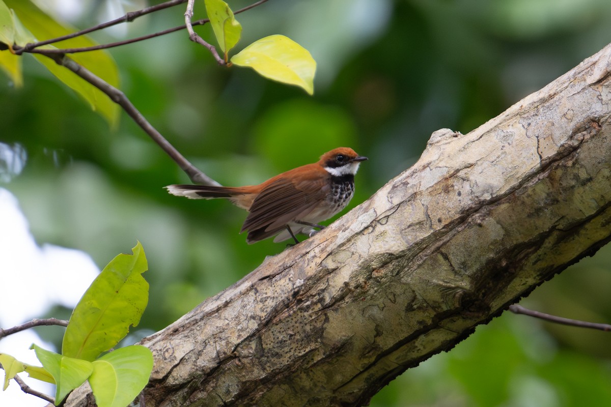 Manus Fantail - ML625593617