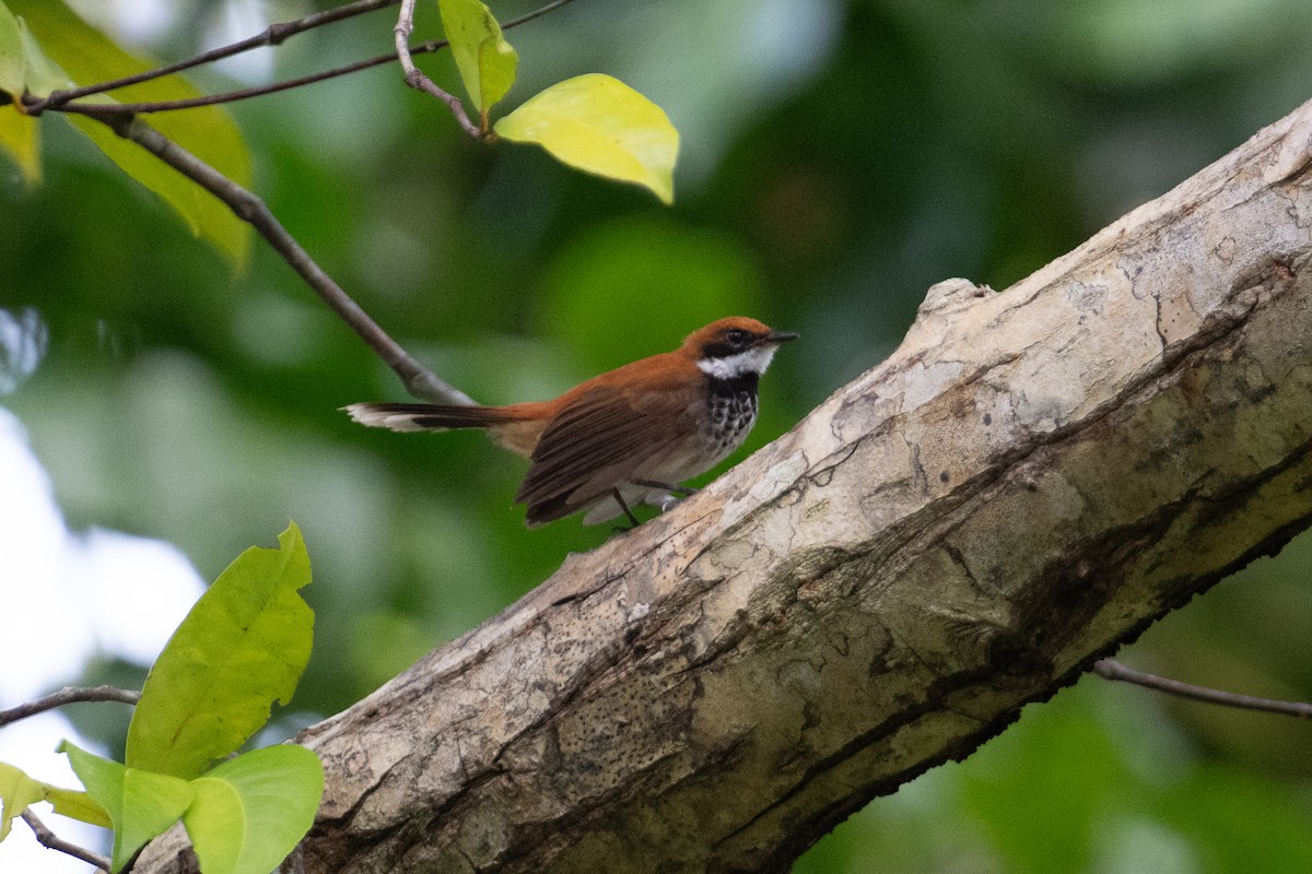 Manus Fantail - ML625593620