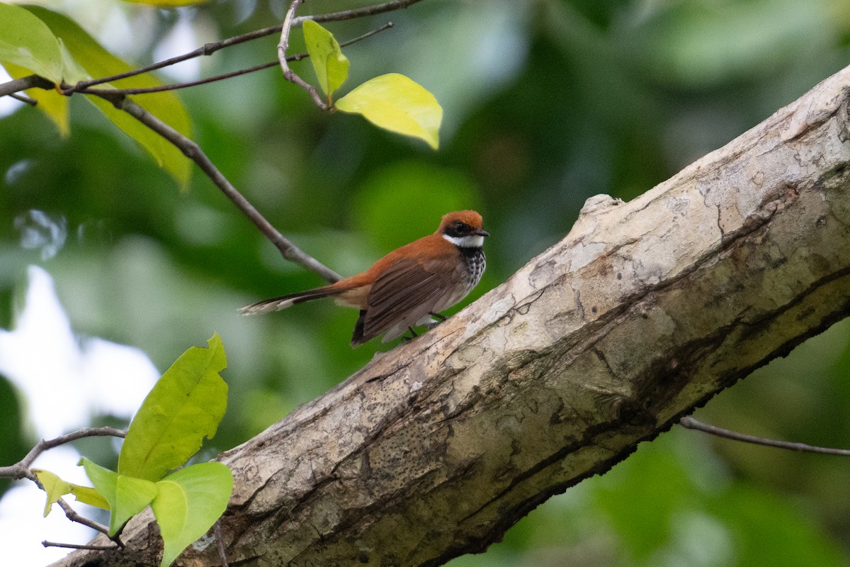 Manus Fantail - ML625593623