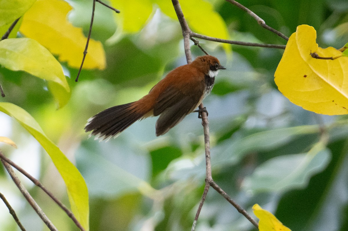 Manus Fantail - ML625593624