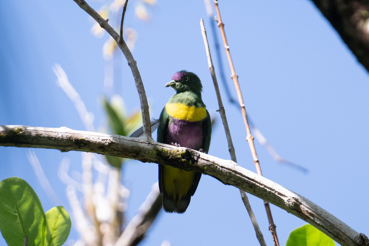 Yellow-bibbed Fruit-Dove - ML625593641