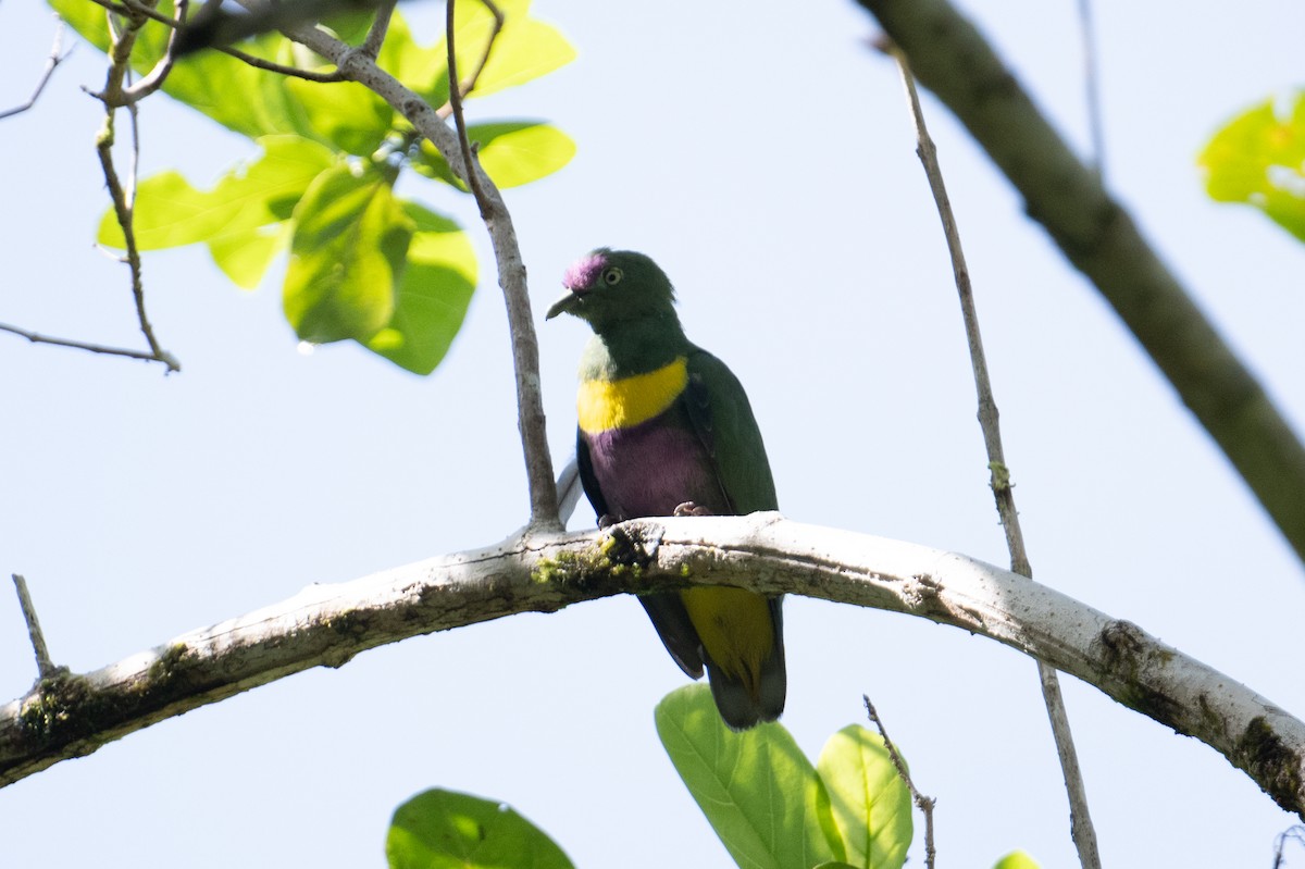 Yellow-bibbed Fruit-Dove - ML625593645