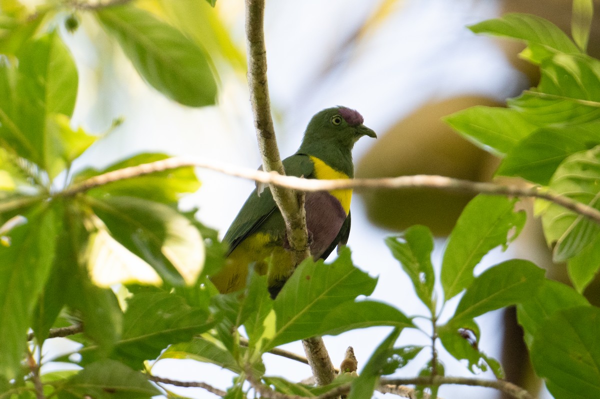 Yellow-bibbed Fruit-Dove - ML625593646