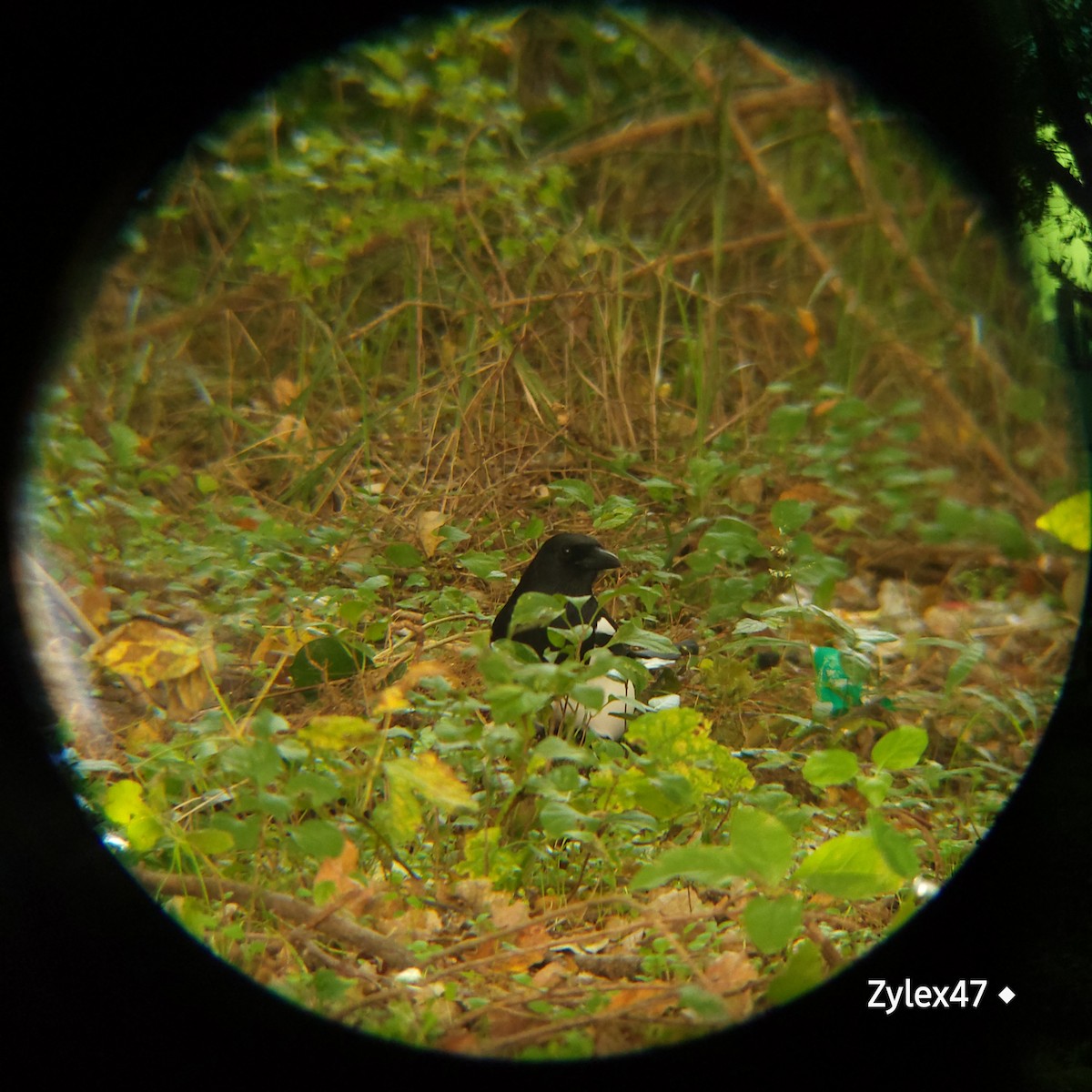 Oriental Magpie - Dusky Thrush (Zylex47)