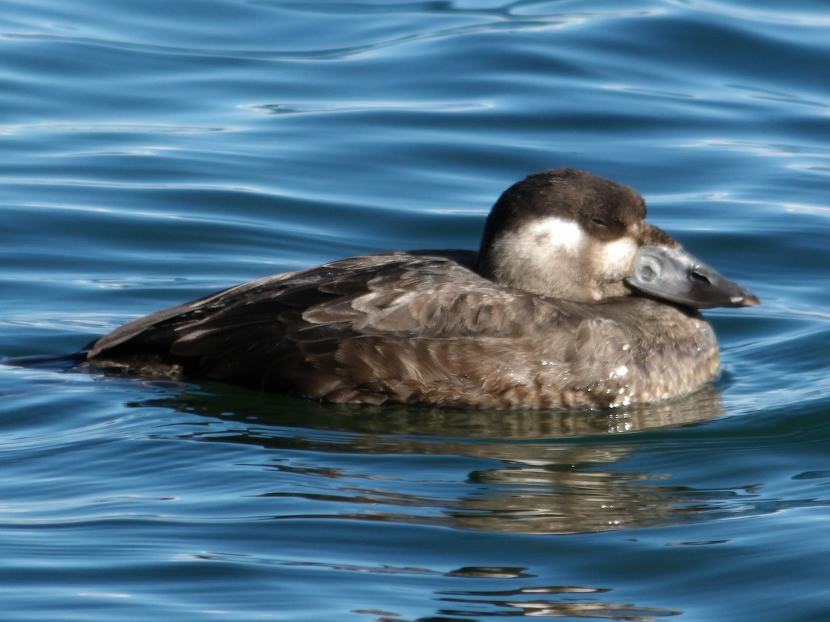 Surf Scoter - ML625593745