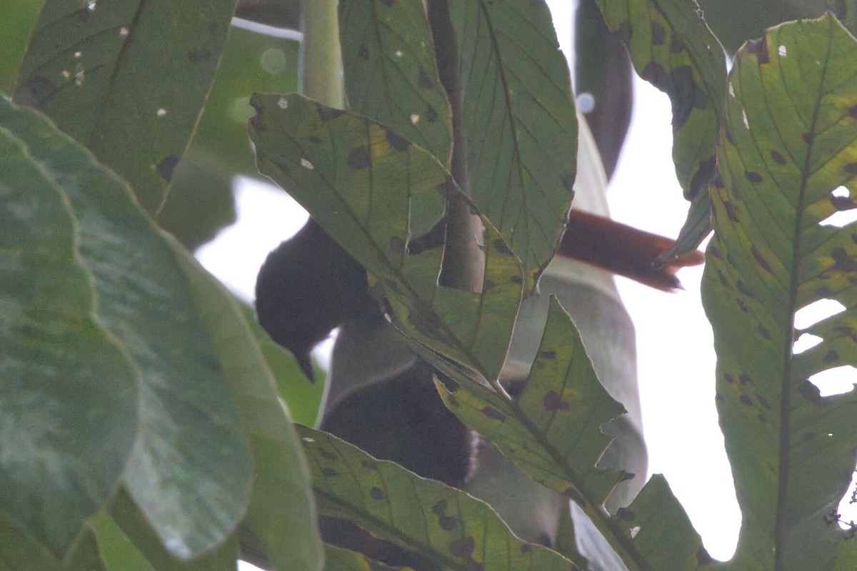 Red-faced Spinetail - ML625593759