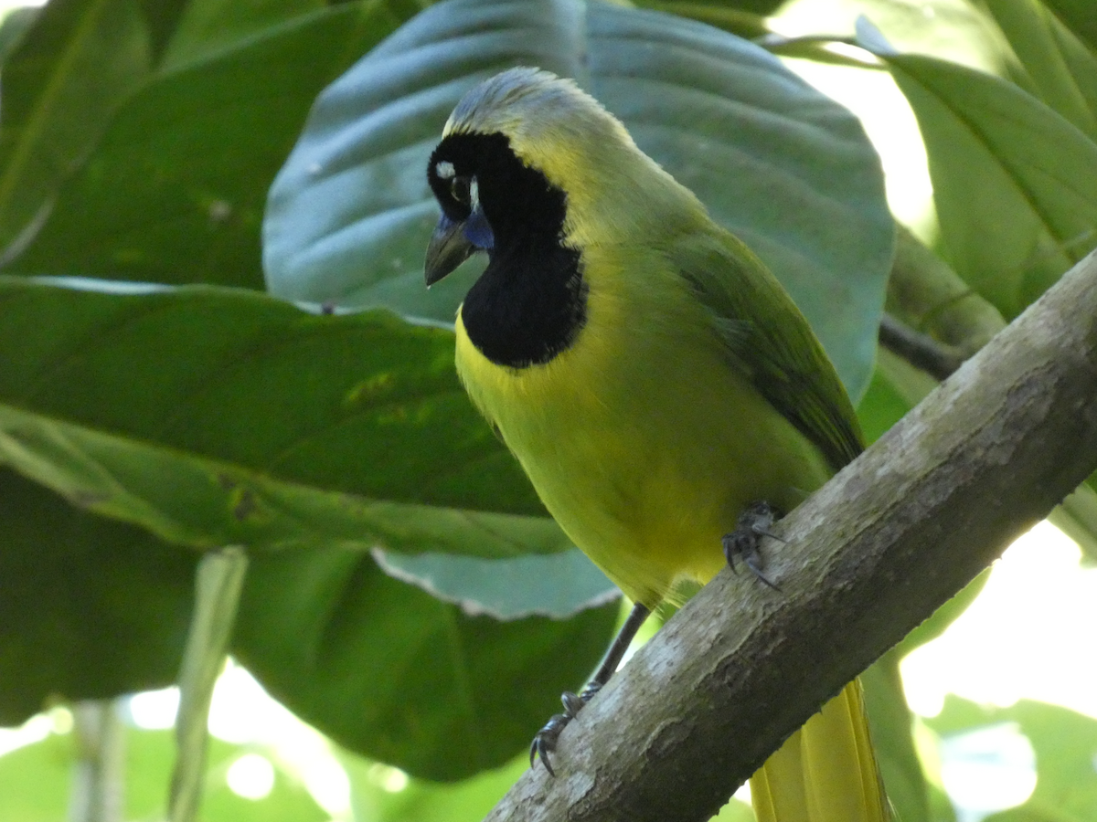 Green Jay - Carolyn Sanders